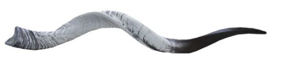 Horn - drill