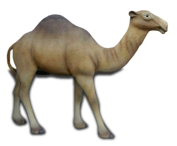 Kamel i naturlig storlek